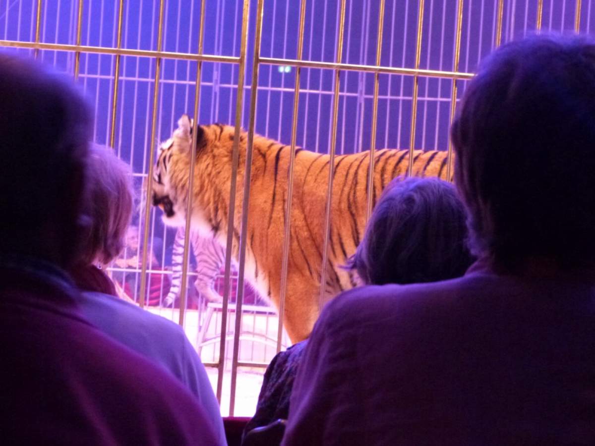 Festival du cirque Européen de Saint Paul-Les-Dax