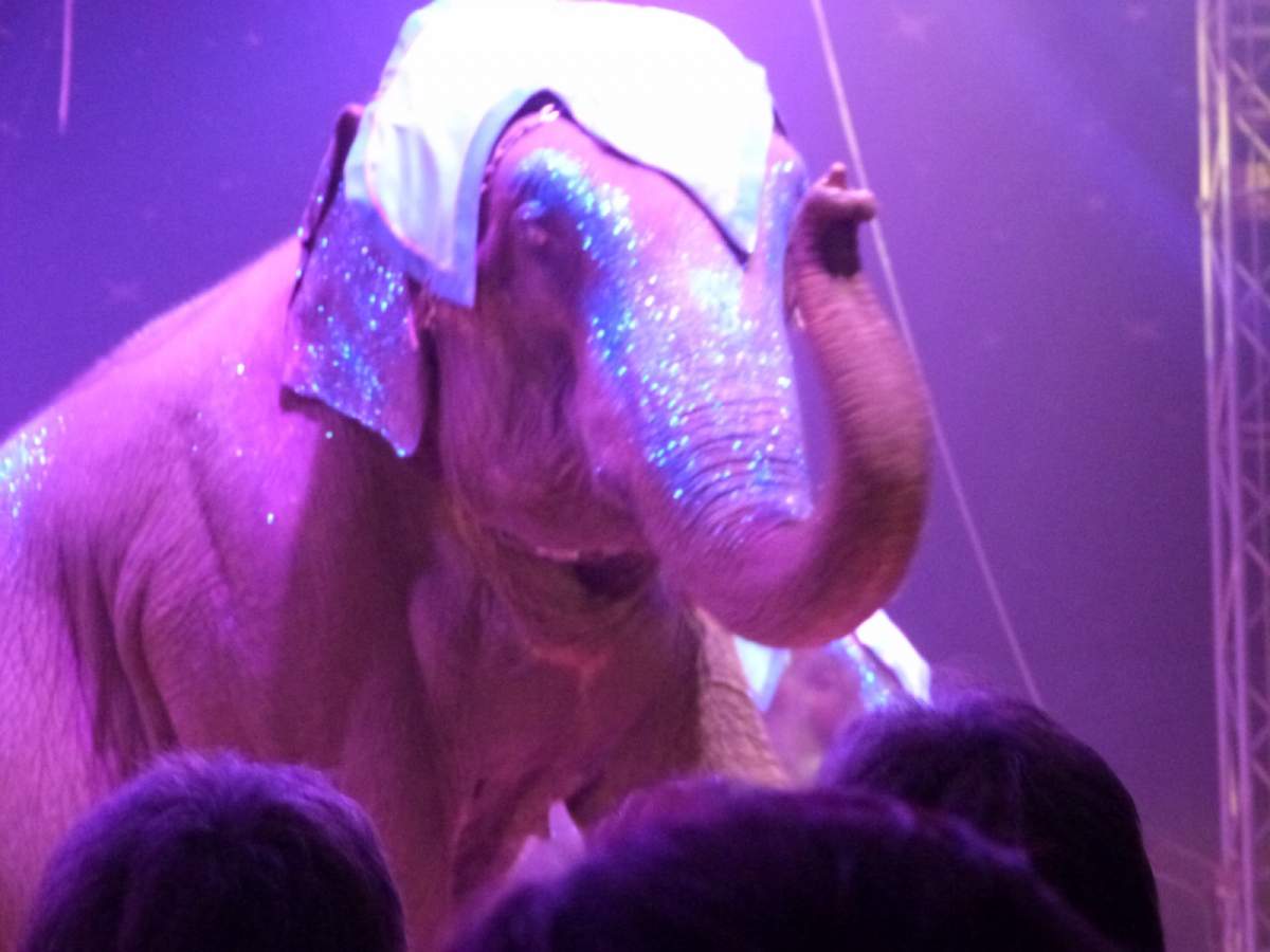 Cirque de Noël de Toulouse